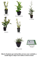 Oferta 50 plantas de seto (9)